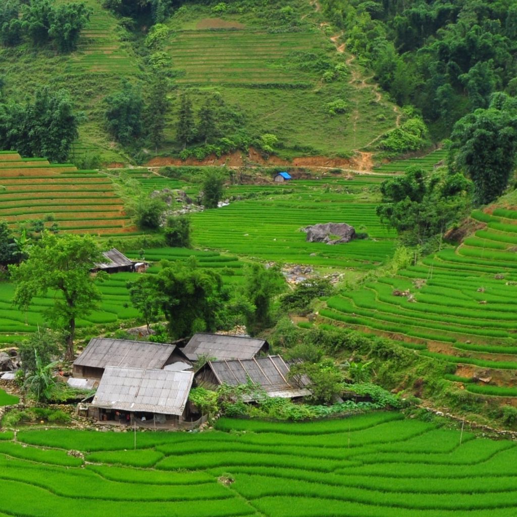 Rice fields in Vietnam