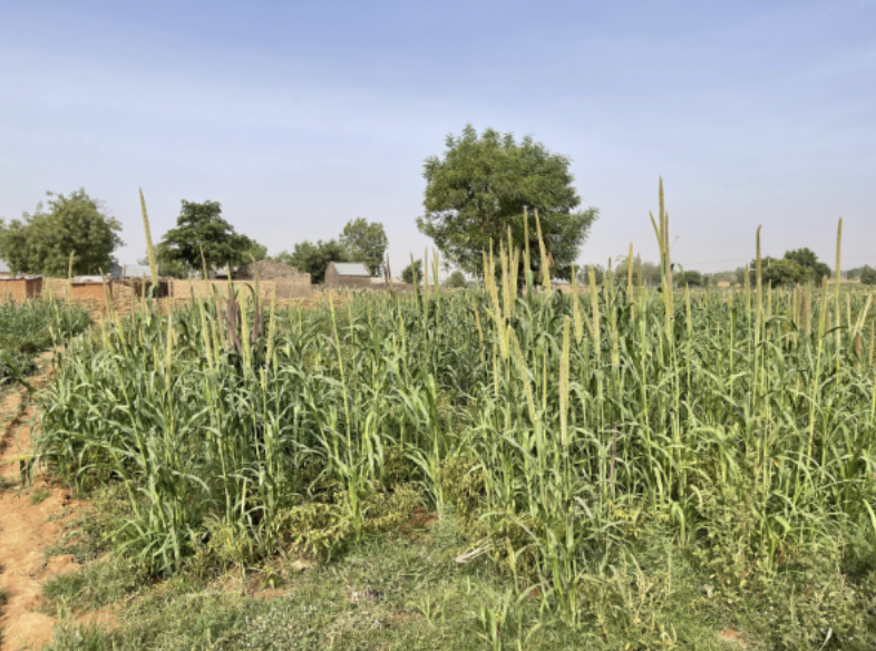 CRIFS Technical Brief: Understanding how Risk Affects Small-Scale Producer’s Decision-making